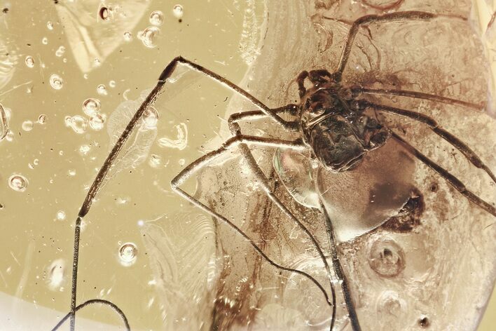 Detailed Fossil Daddy Long-Leg (Phalangidae) in Baltic Amber #307244